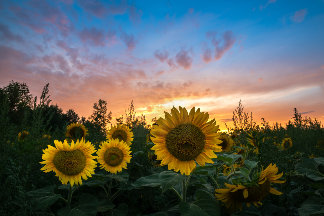 "Sunflower Sunset" stock image