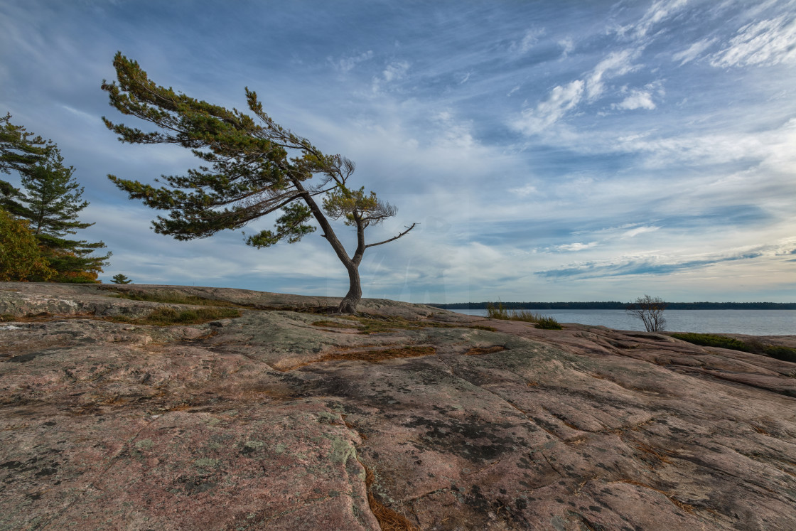 "The Windswept Pine" stock image