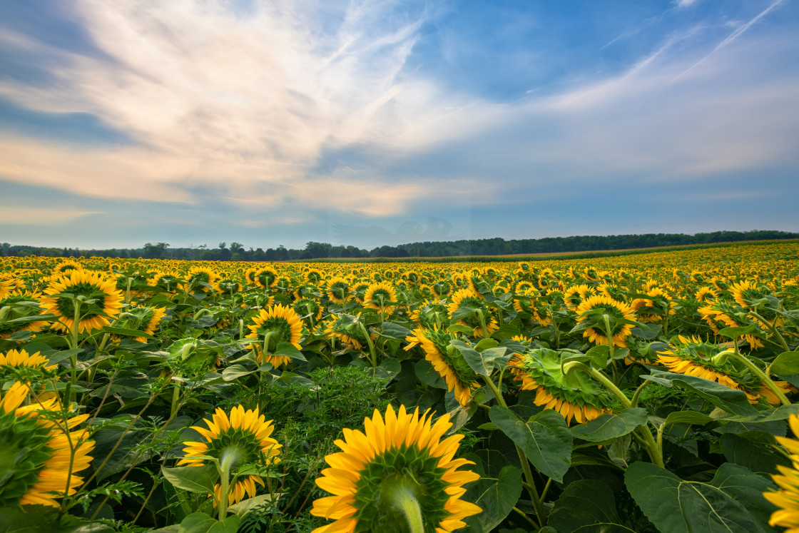 "Morning Sunflowers" stock image