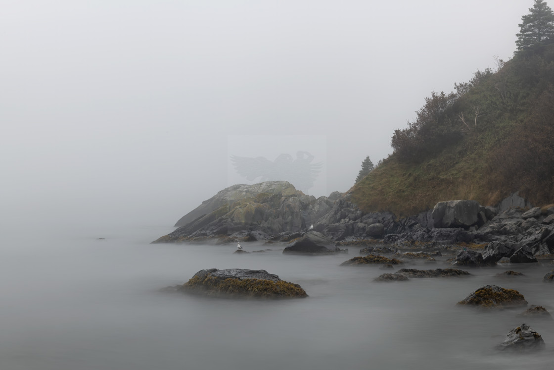 "Gulls in the Fog, Tors Cove Newfoundland Canada" stock image