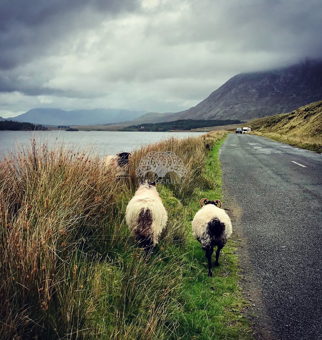 "Along Irish Roads" stock image