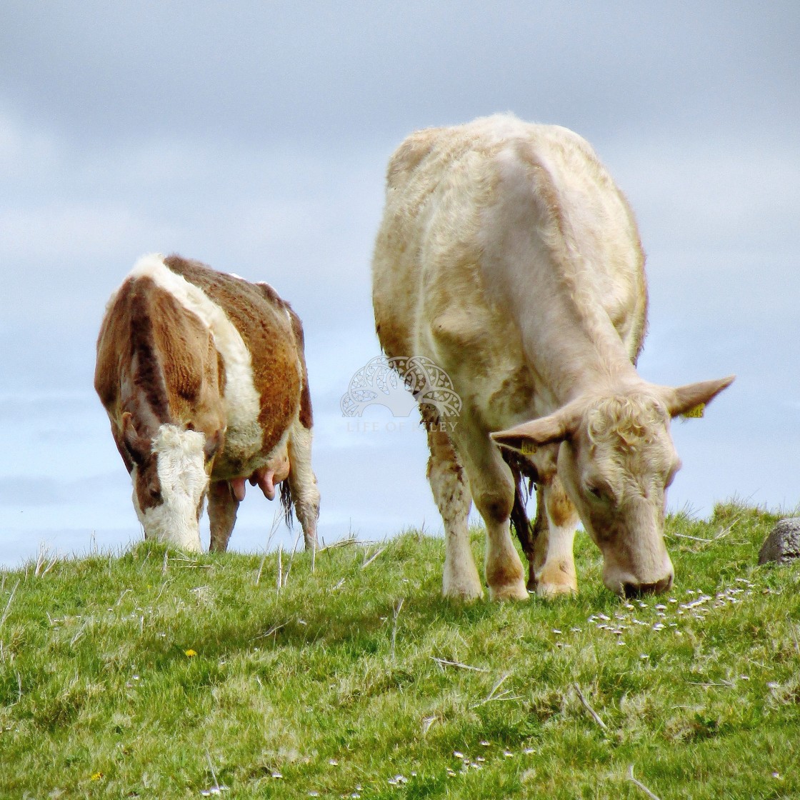 "Grazing by the Cliffs" stock image