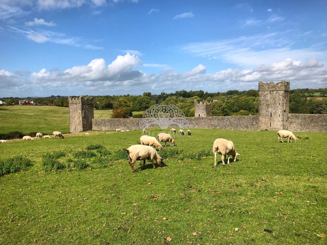 "Sheep Grazing at Kells Priory" stock image