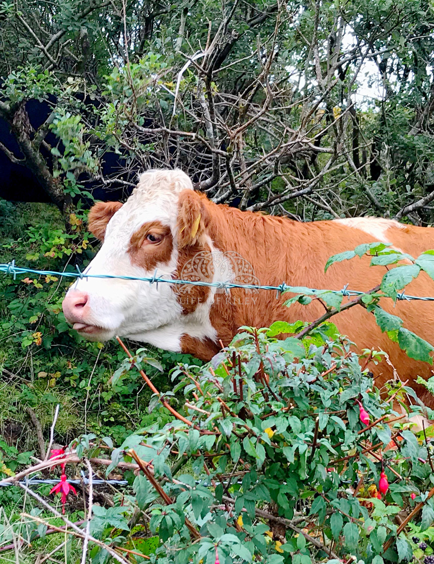 "Cow along Wild Atlantic Way" stock image