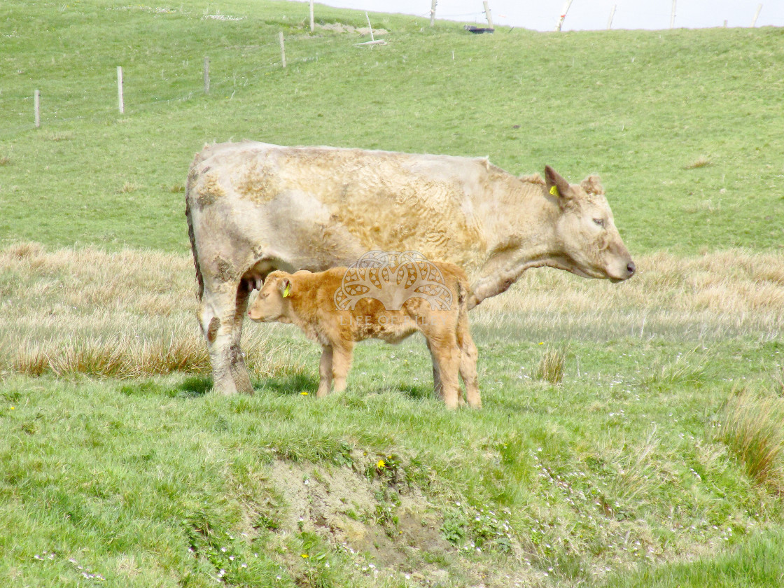 "Mother and baby" stock image