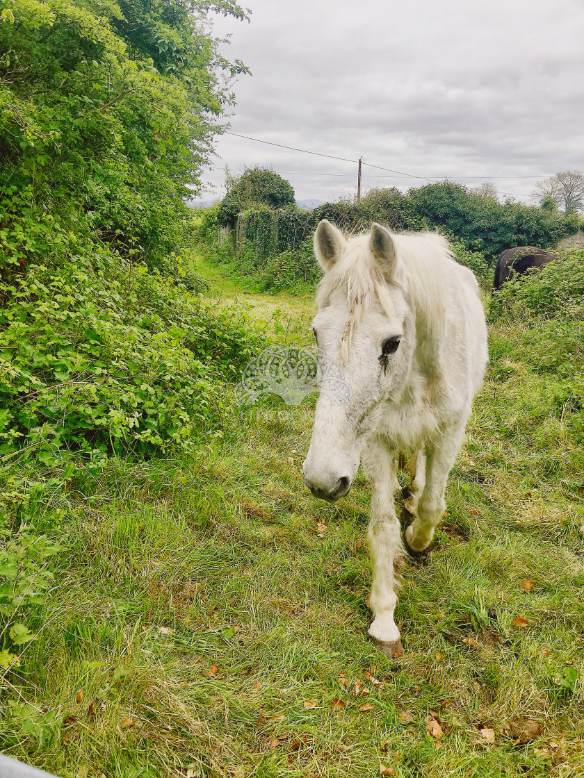 "Wild Horse" stock image