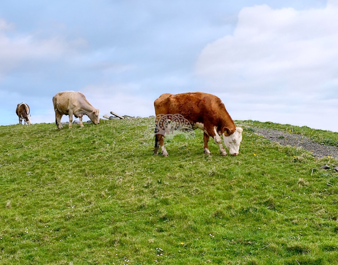 "Cows on the Cliffs" stock image