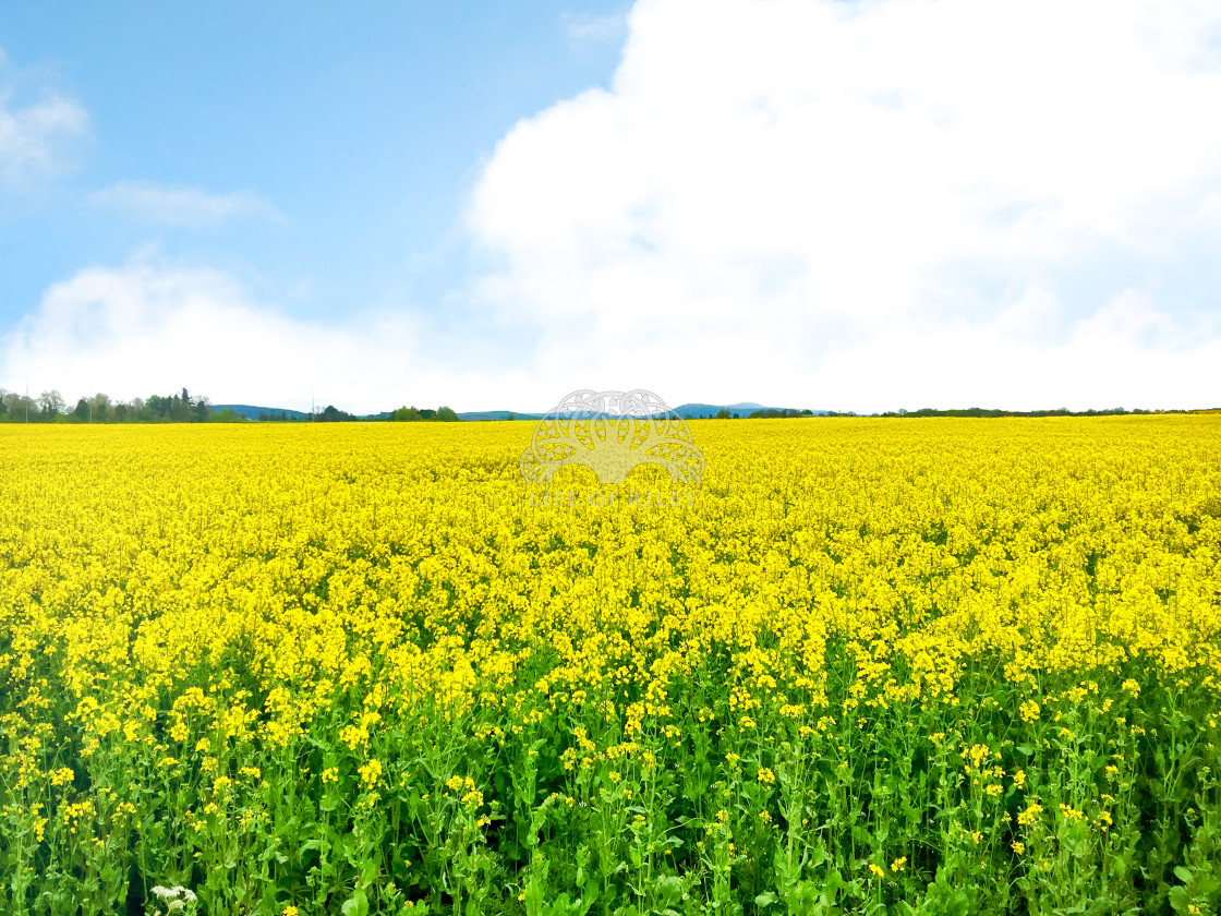 "Rapeseed Field in Ireland" stock image