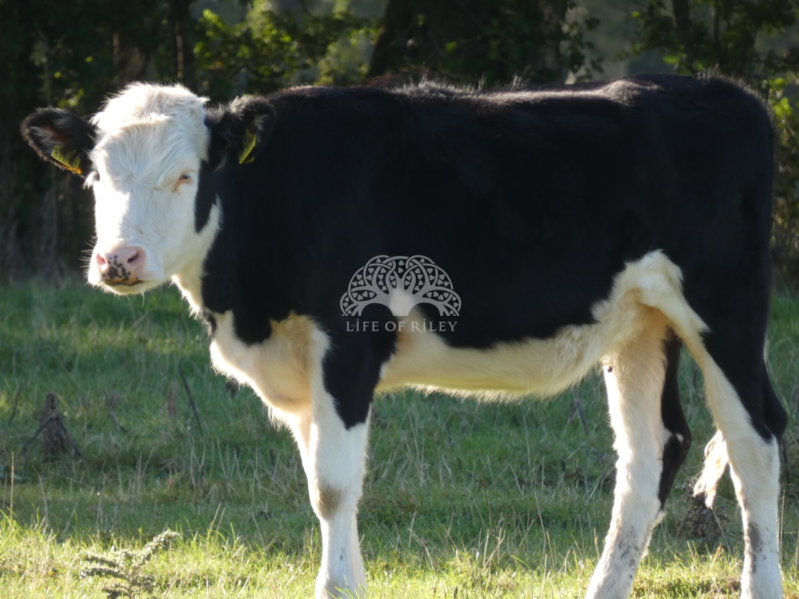 "Cow in the field" stock image