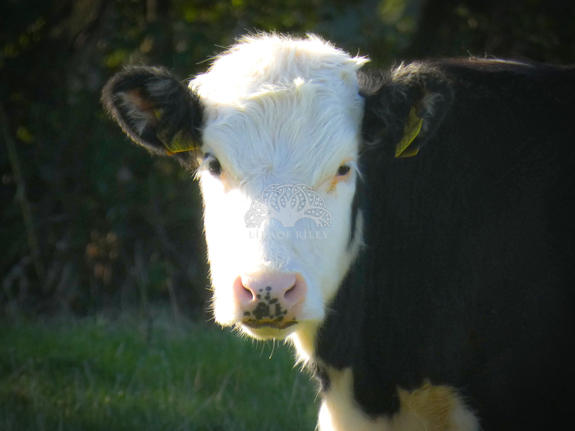 "Close up of cow" stock image