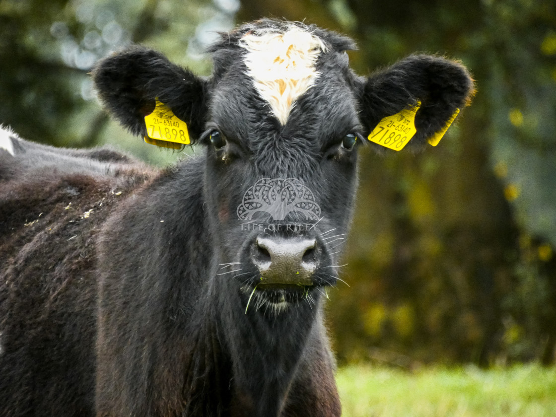 "Young Cow" stock image