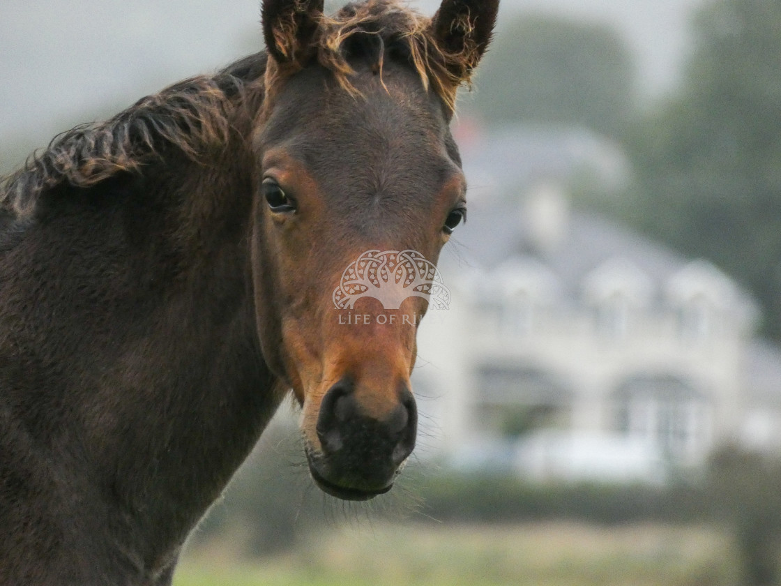 "Young Horse" stock image