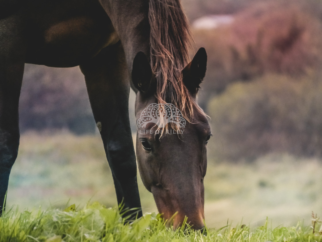 "Grazing in a field" stock image