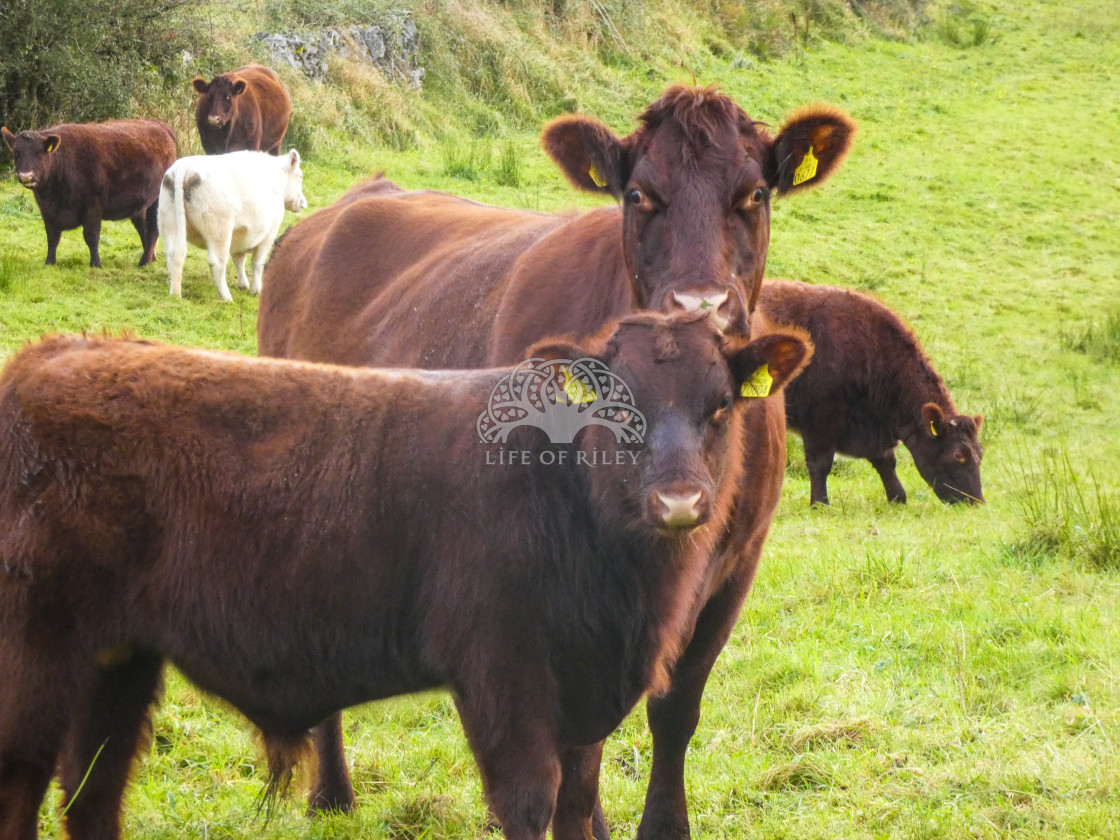 "Mother and baby cow" stock image