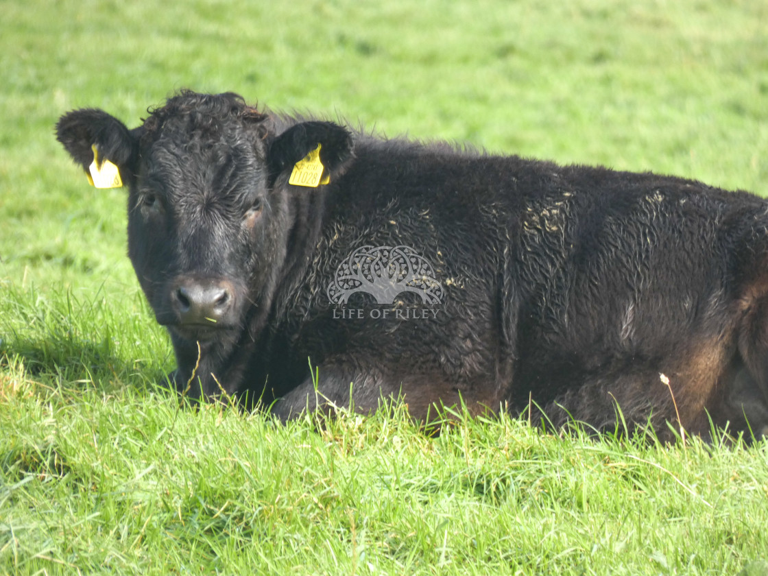 "Cow in field" stock image