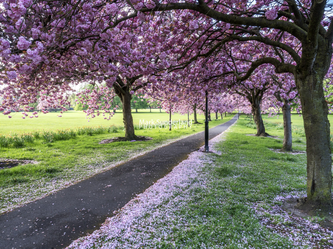 "The Stray at Harrogate in Spring" by Images of Yorkshire by Mark Sunderland Photography - £15.00 "The Stray at Harrogate in Spring" stock image