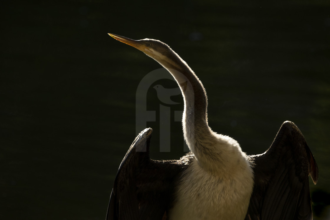 "Female Australasian Darter Portrait" stock image