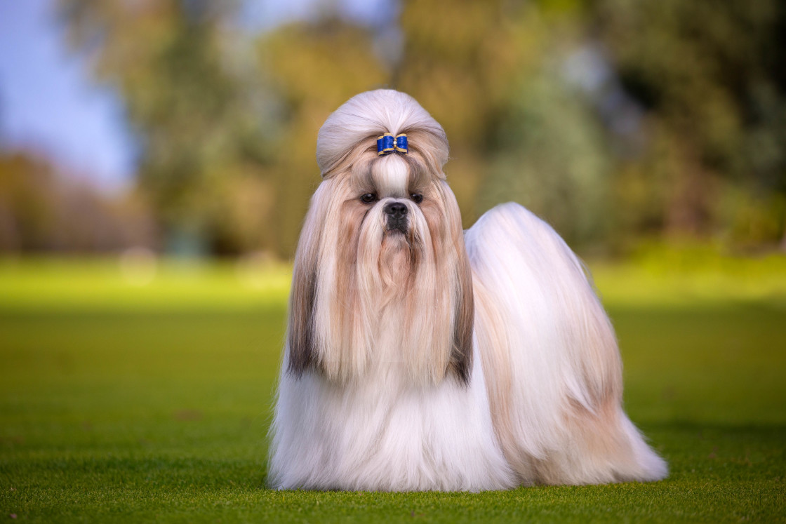 "Shih Tzu Show Dog" stock image