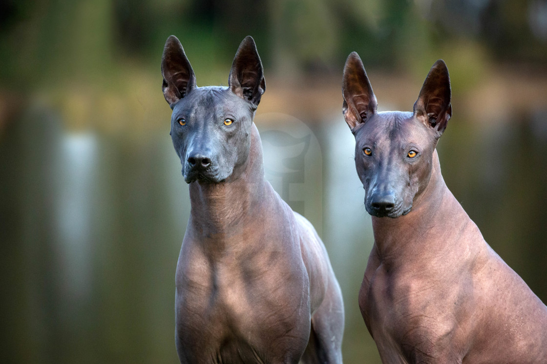 "Xoloitzcuintles" stock image