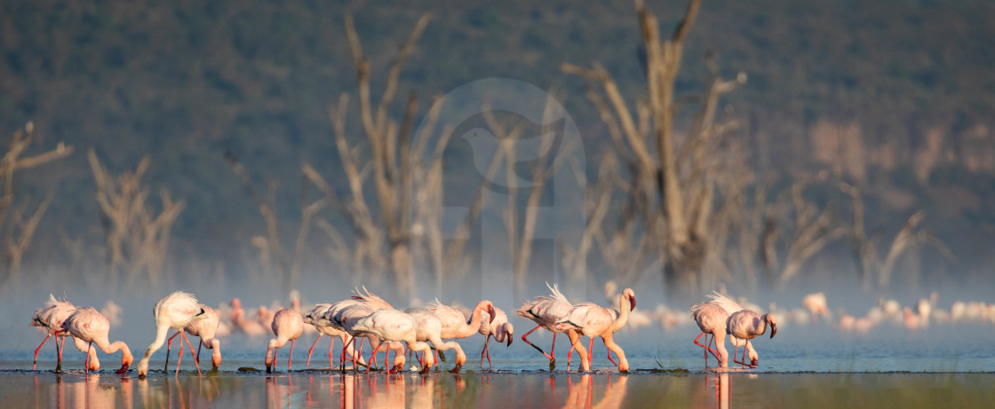 "Rift Valley Flamingos" stock image