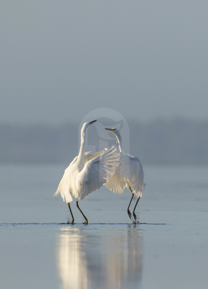 "Shall We Dance" stock image