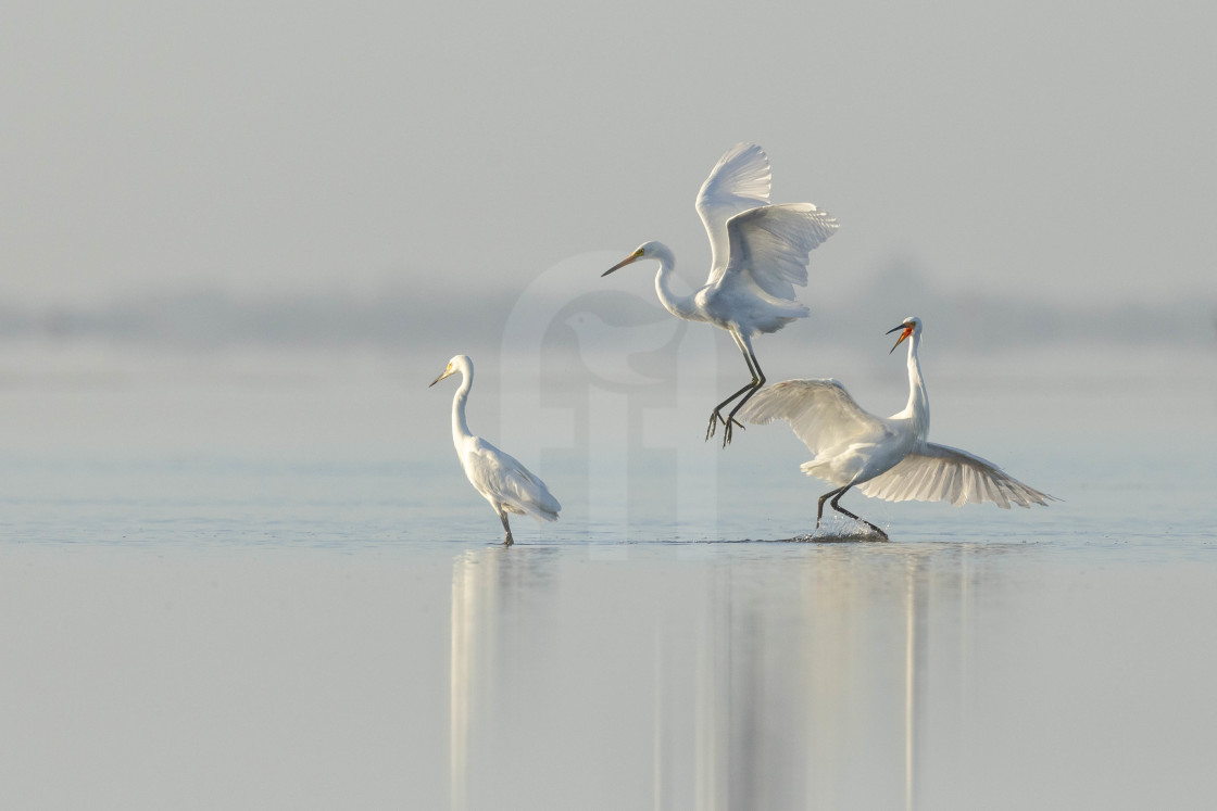 "Little Egrets" stock image