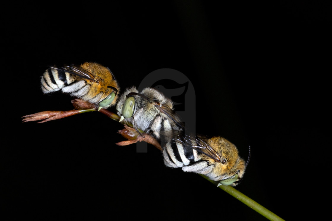 "Blue-banded Bees" stock image