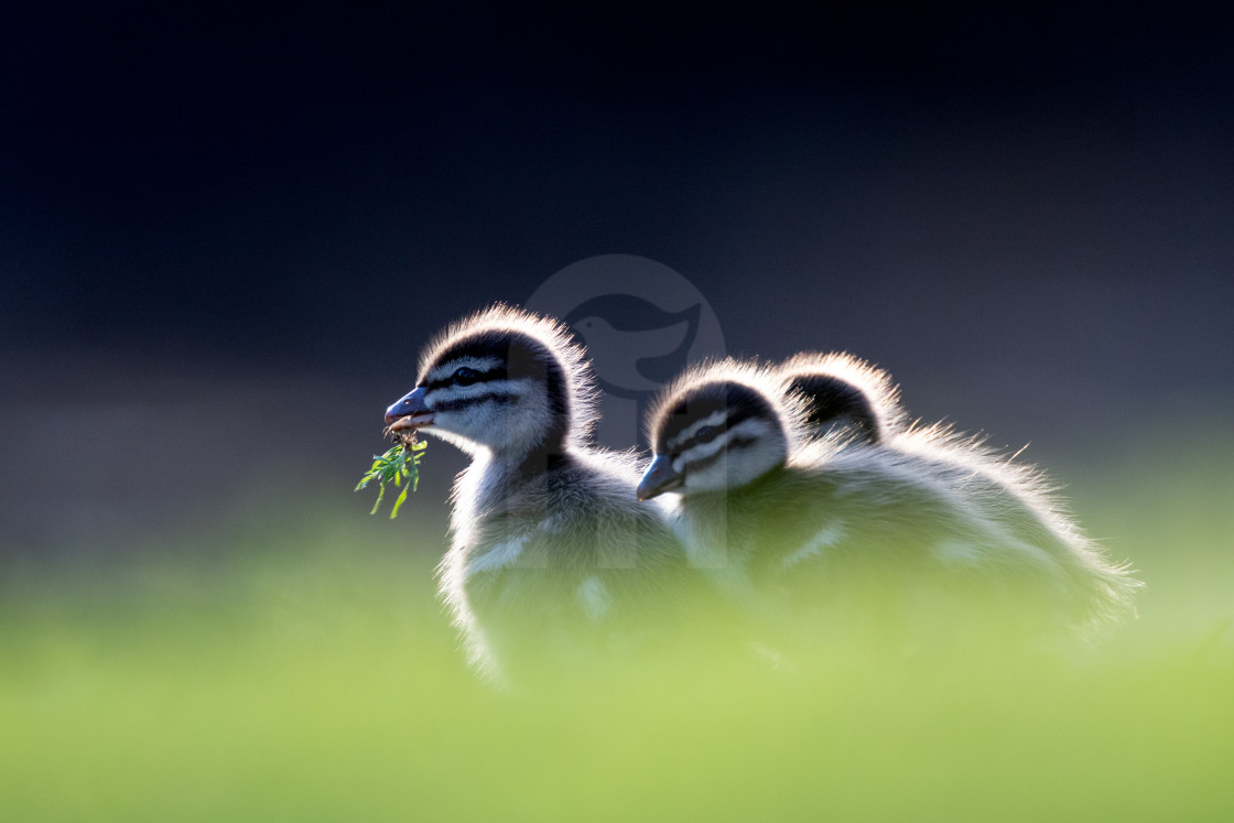 "Ducklings" stock image