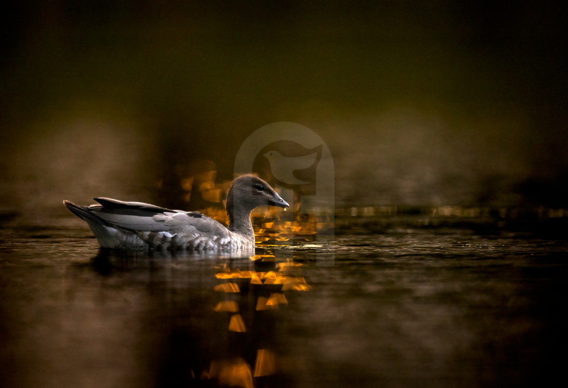 "Australian Wood Duck" stock image