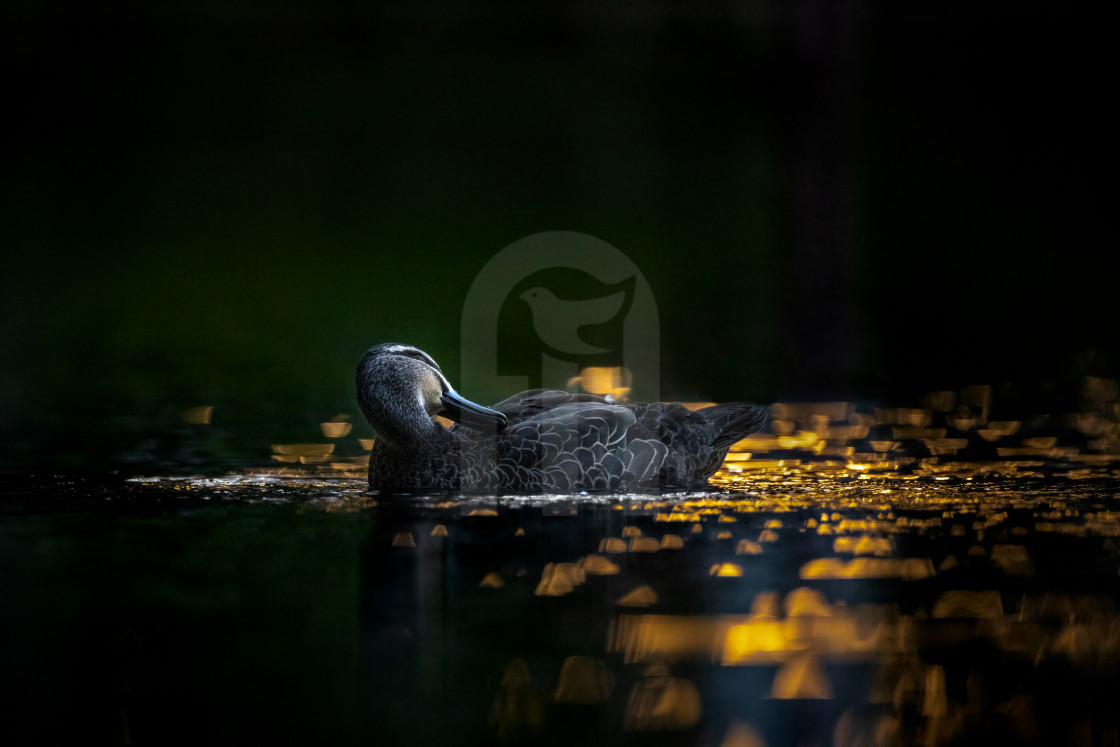 "Pacific Black Duck" stock image