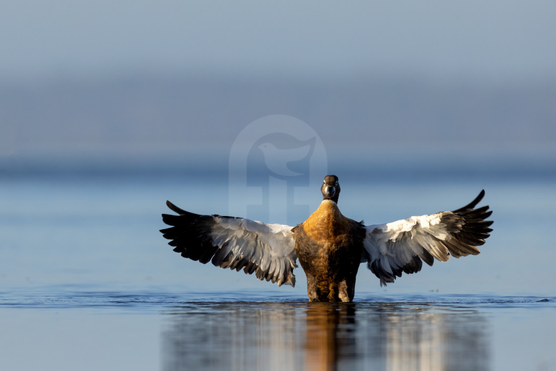 "Australian Shelduck" stock image