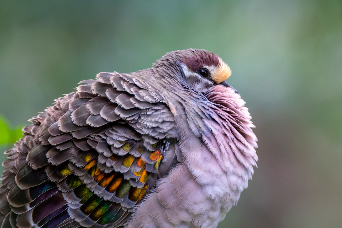 "common Bronzewing Pigeon" stock image