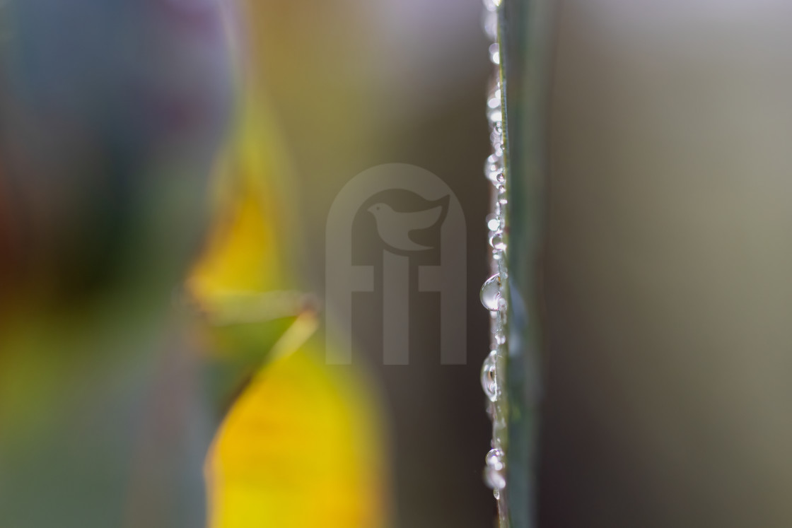 "Droplets" stock image