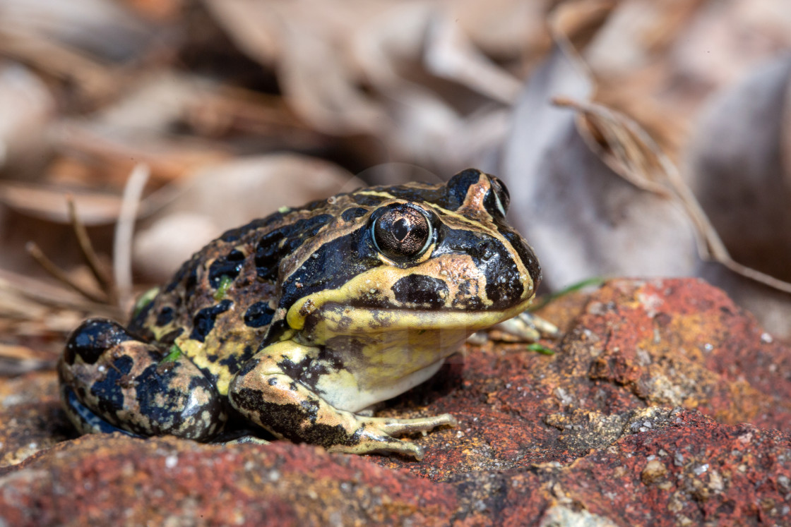 "Western Banjo Frog" stock image