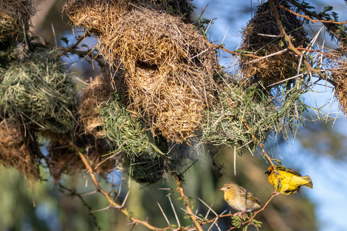 "Heuglin's Masked Weaver Pair" stock image