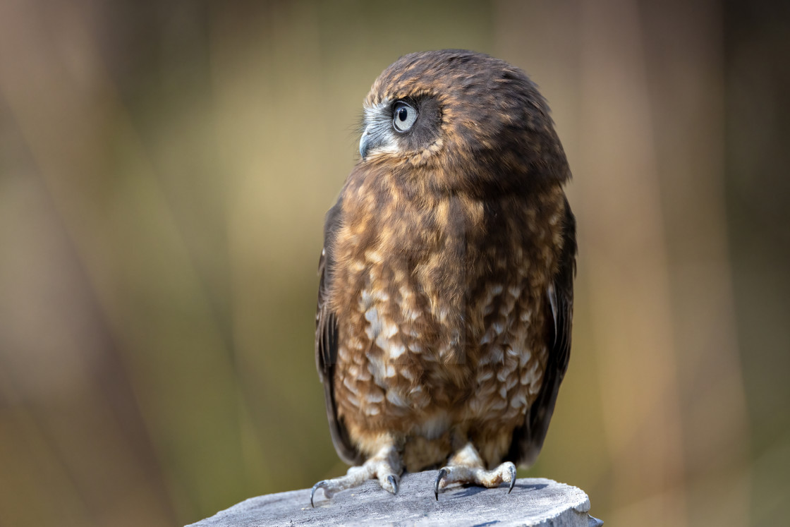 "Australian Boobook Owl" stock image