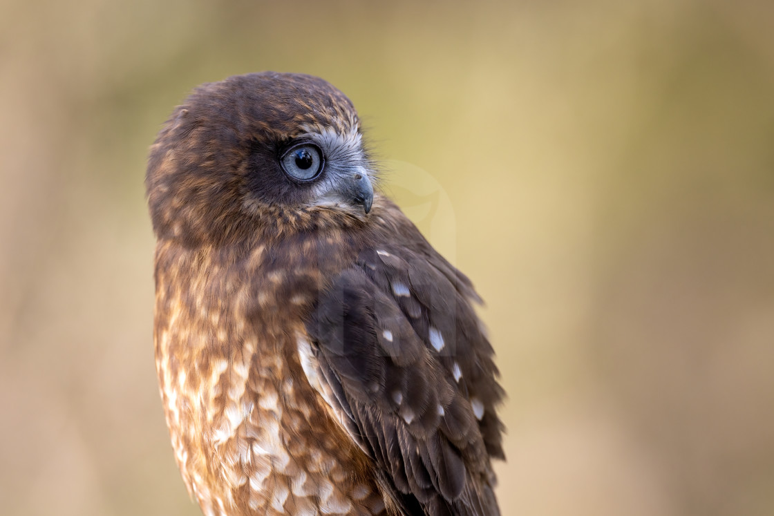 "Australian Boobook Owl" stock image