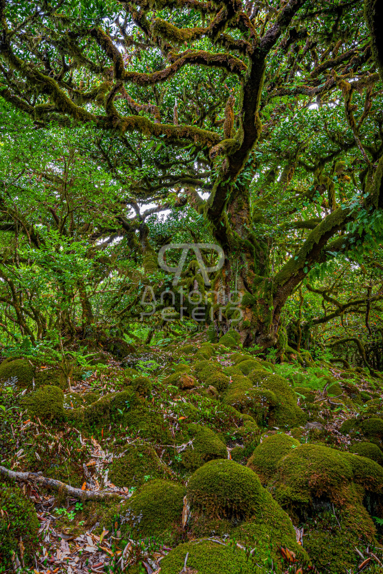 "Laurissilva forest, Fanal, Madeira Island, Portugal" stock image