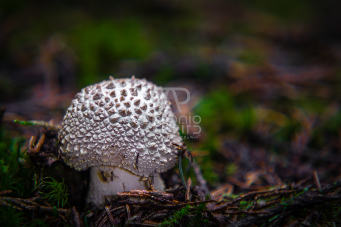 "White Mushroom" stock image