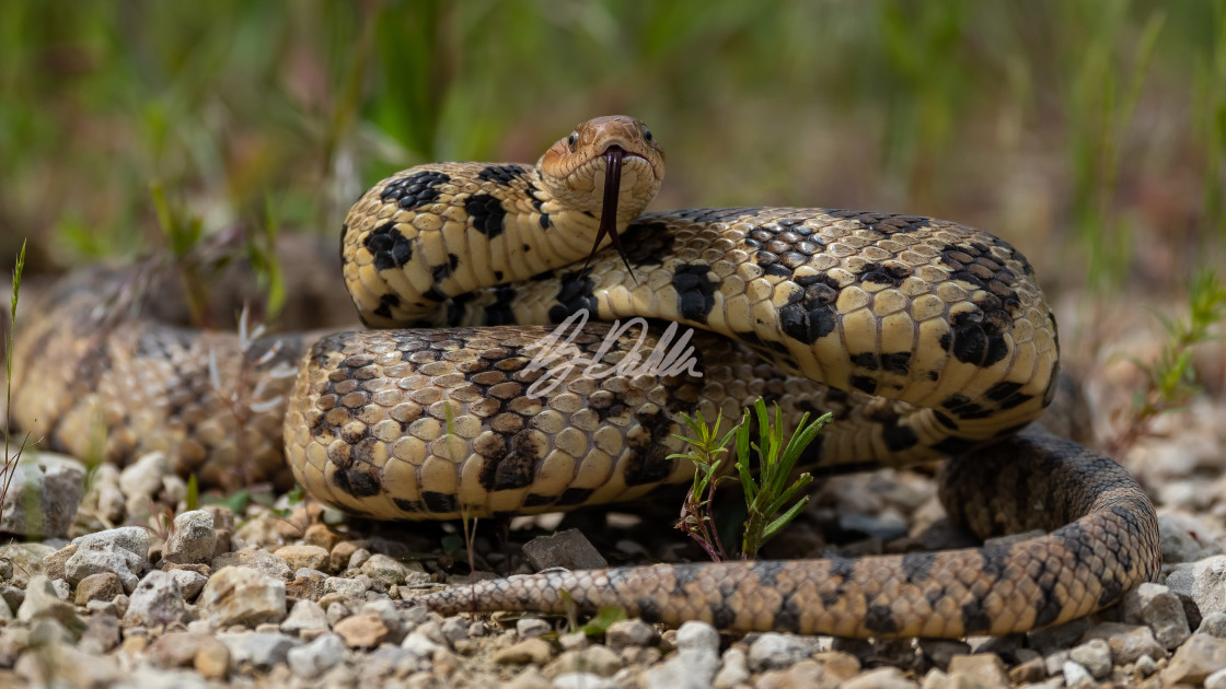 "Fox snake" stock image