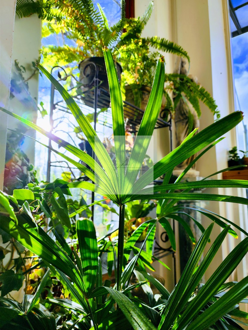 "Indoor Plants" stock image