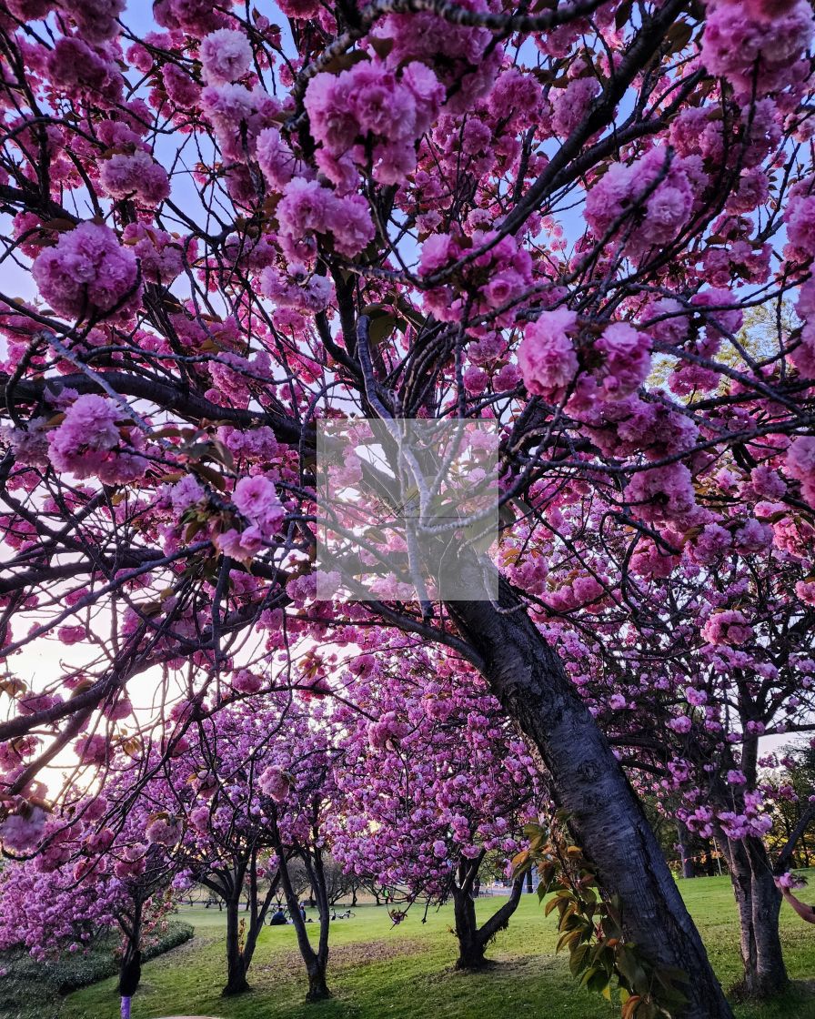 "Cherry Blossom" stock image