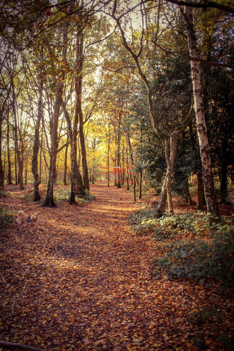 "Woodland in Autumn" stock image