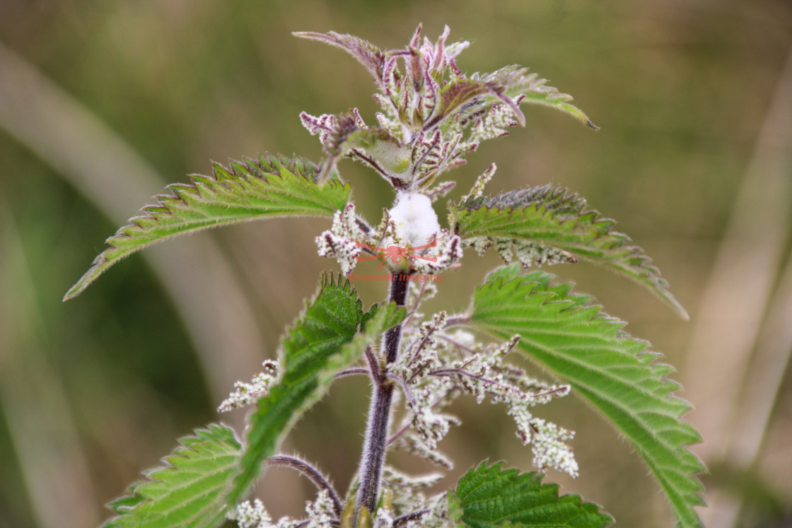 "Common stinging nettle with Cuckoo spit" stock image