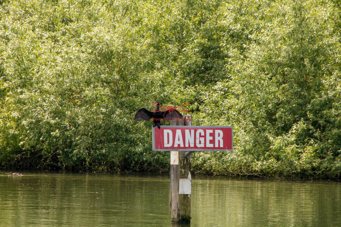 "Danger Cormorant bird" stock image