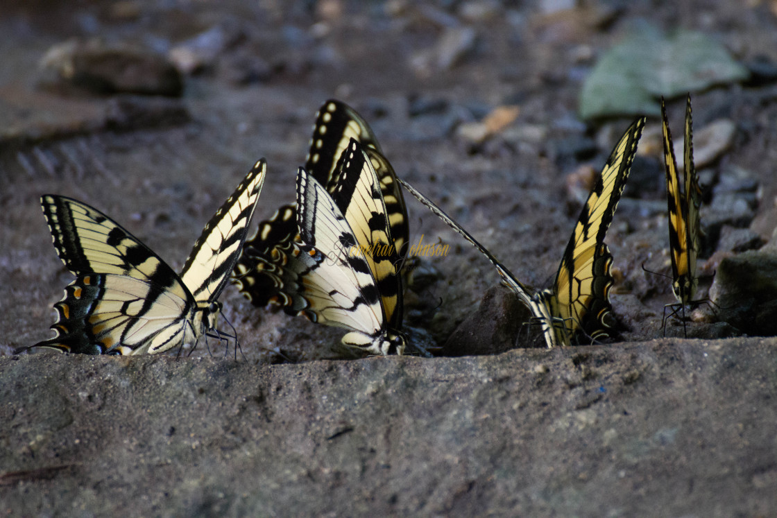 "Butterfly Nation: Tiger Swallowtail Butterflies" by Demetrai Johnson - $61.20 "Butterfly Nation: Tiger Swallowtail Butterflies" stock image