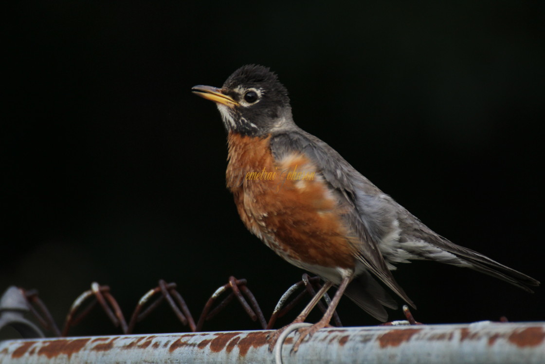 "A Robin On A Rusty Fence" stock image