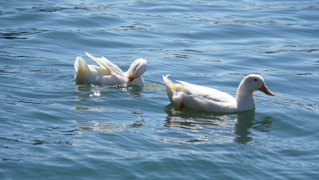 "Beauty In The Water" stock image