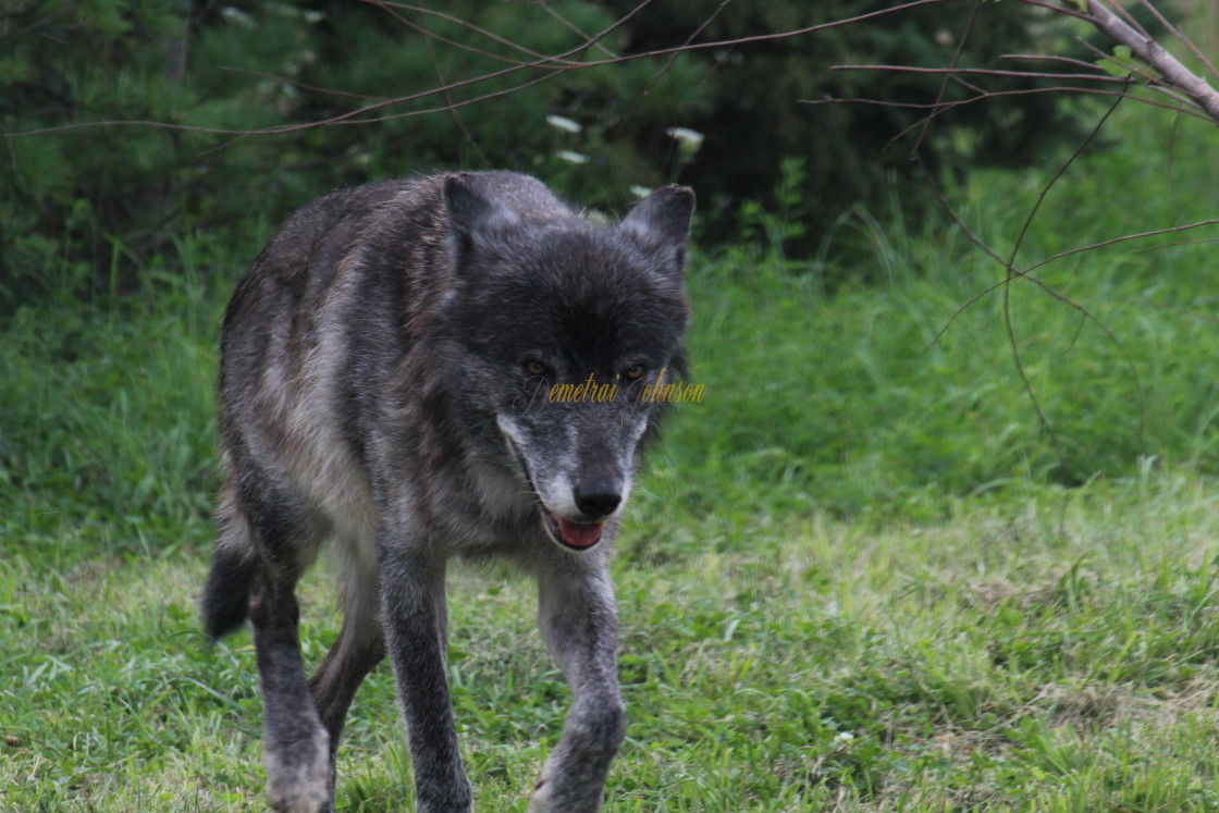 "Wolf" stock image