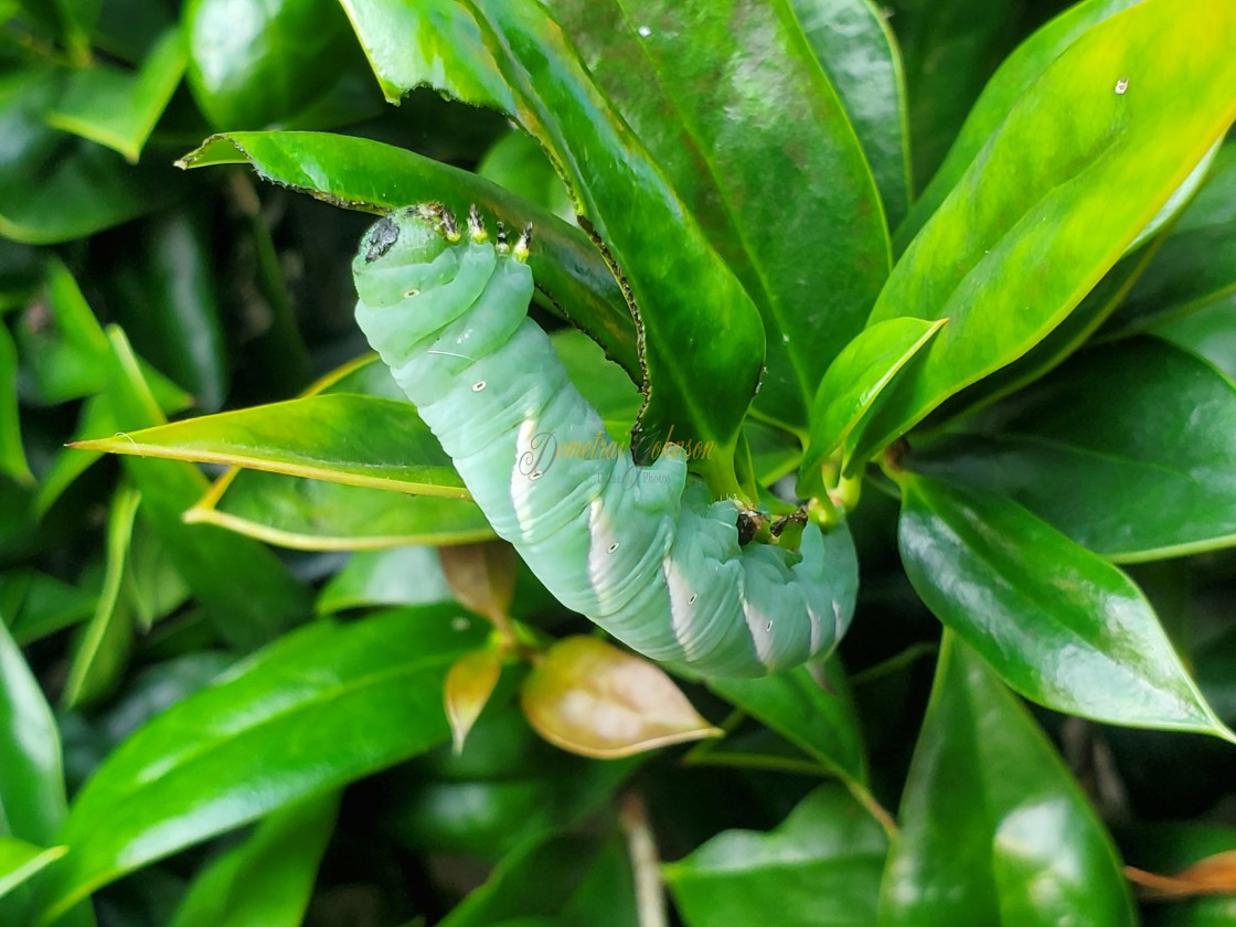 "Green Caterpillar On A Leaf" by Demetrai Johnson - $6.12 "Green Caterpillar On A Leaf" stock image